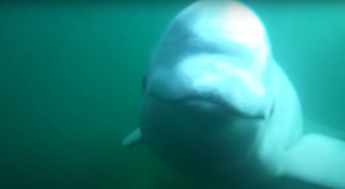 Скриншот трансляции. Источник: polarbearsinternational.org/education-center/beluga-cams/