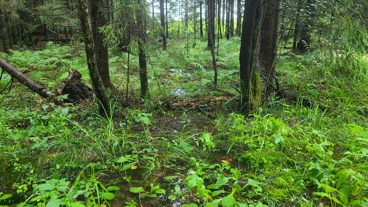 Этим летом влаги дают с переизбытком. Но это лучше, чем вообще без дождей.