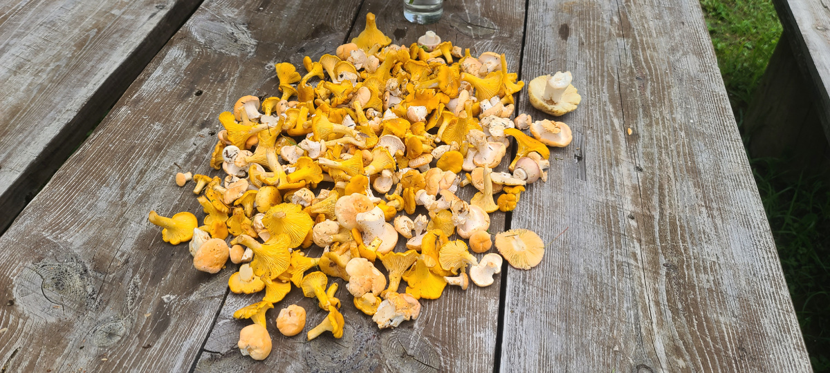 Грибов не много, но лисичек, ежовиков и немного сыроежек на хорошую жарёху добыть удалось