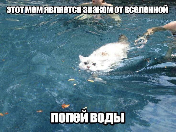 Мем из интернета