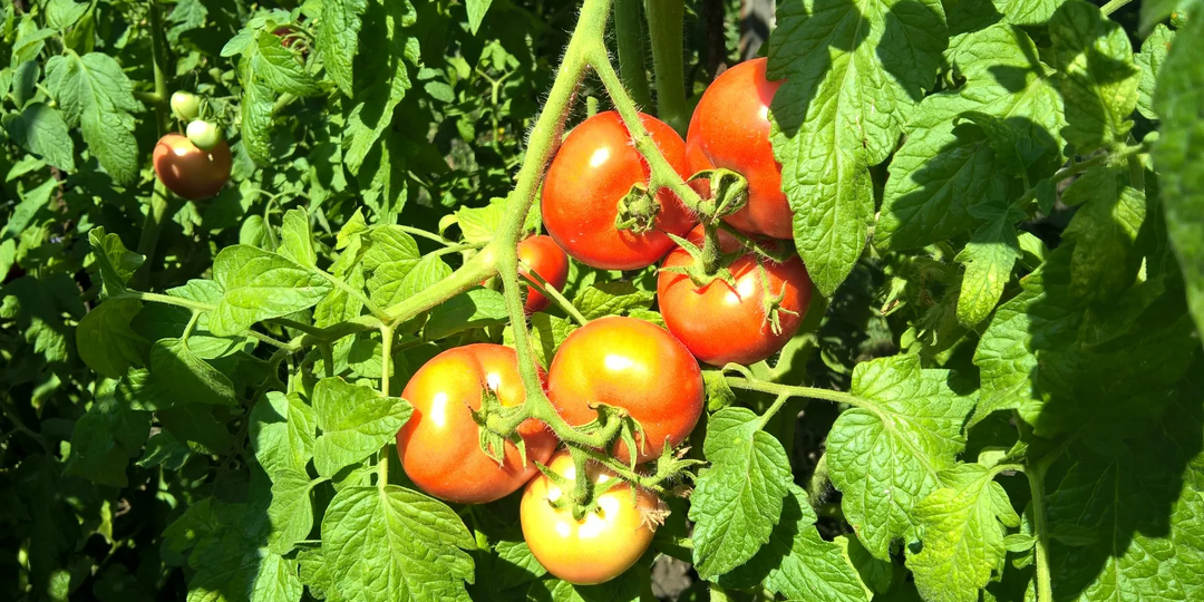 Фитофтора на подходе — профилактика для томатов, которую нужно провести сейчас