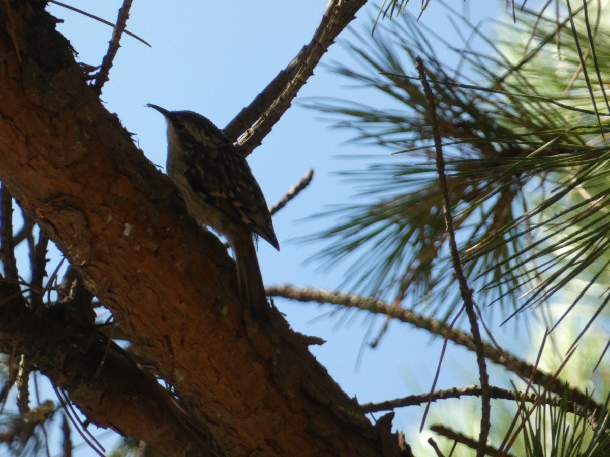 короткопалая пищуха