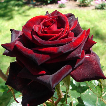 http://voodland.club/rozi/roza-chajno-gibridnaya-blek-medzhik-black-magic
