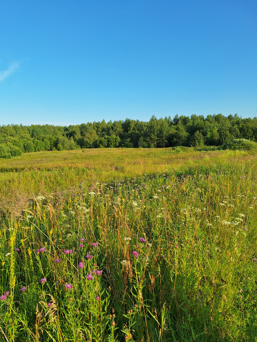 Фото поляны, где была в прошлом году клубника, а нынче равноправие.