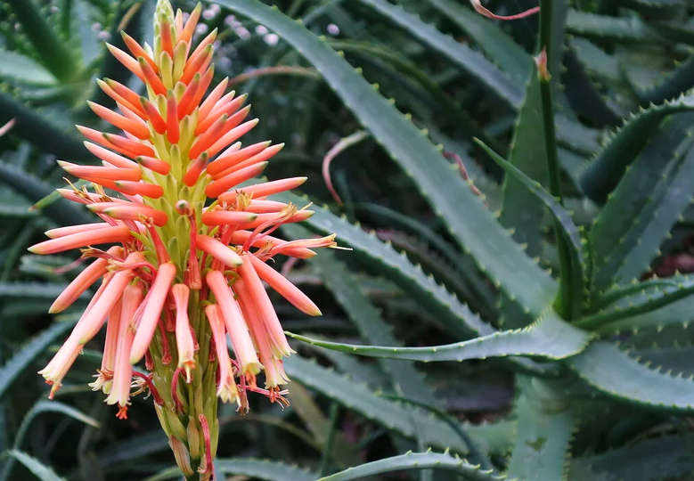 Алоэ и его невероятные свойства