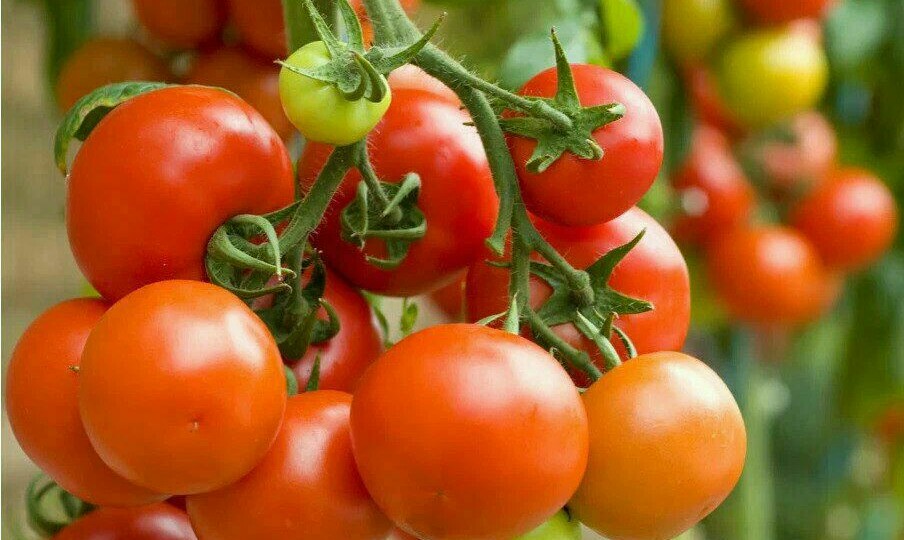 Бабушкина подкормка томатов для июля: поливаю помидоры в жару и собираю шикарный урожай в 15-17 кг с 1 м2