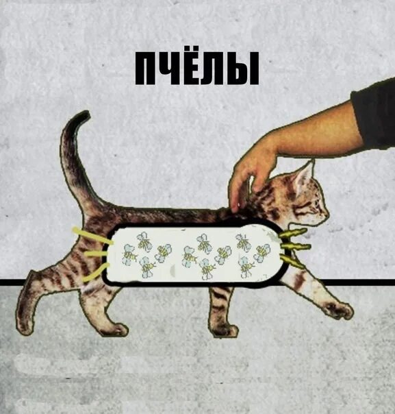 Истинная причина мурчания котиков (шутка) 😜