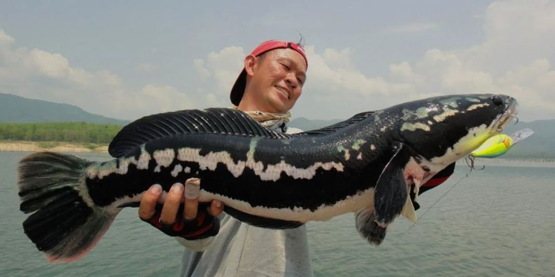 Змееголов наших рек опаснее щуки и сома. Почему его боятся даже рыбаки. Факты о змейбашке, от которых мурашки по коже