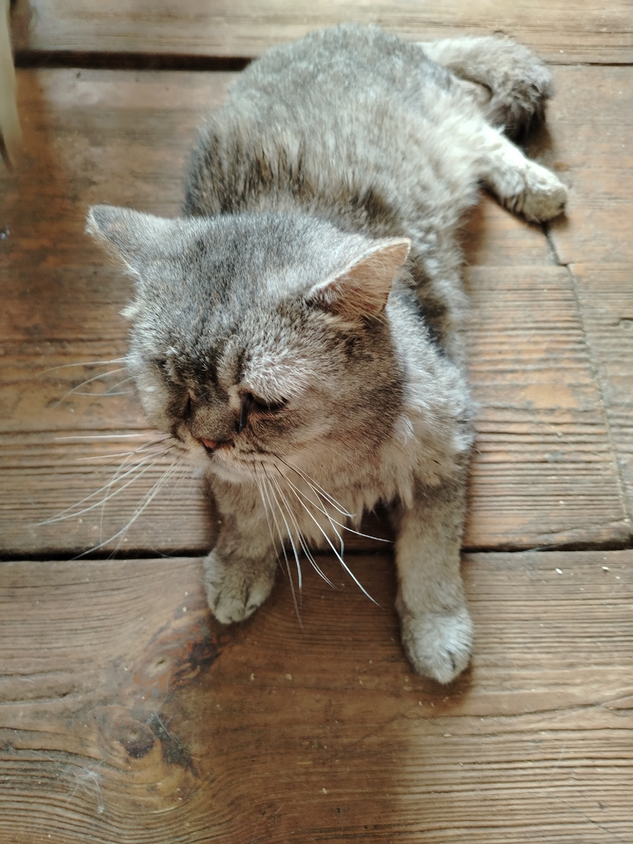 Аристарх сегодня, 18.07.2025.Чувствует себя лучше, чем вчера