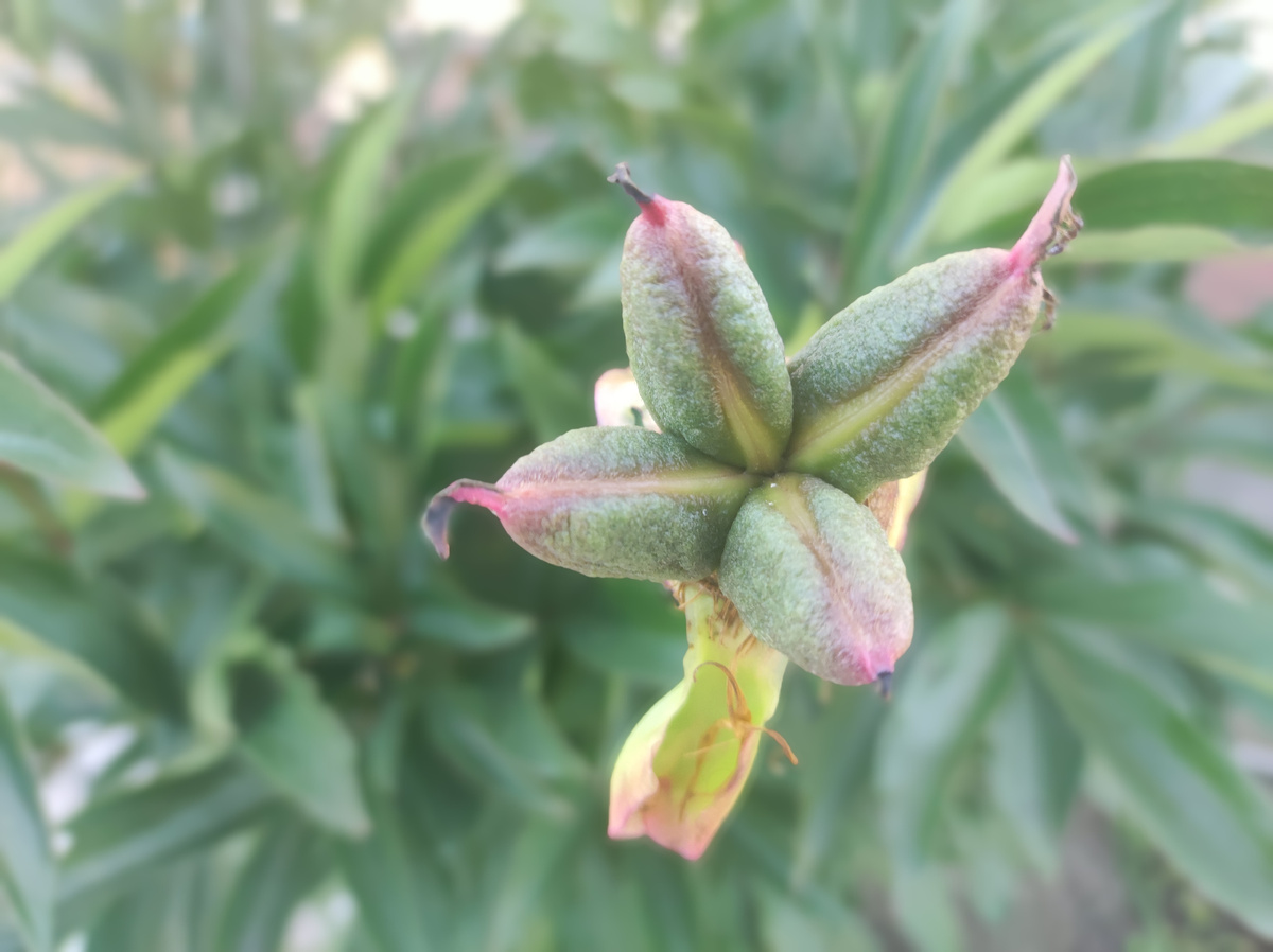 Фото автора, семенная коробочка пиона, июль 2025 года