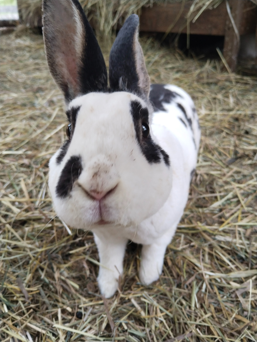 Наш Пуговица❤️ фото автора 