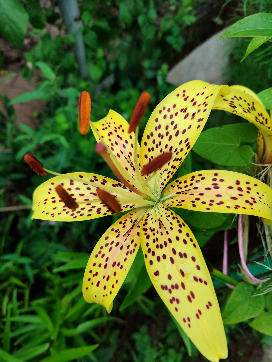 Когда пересаживают лилии