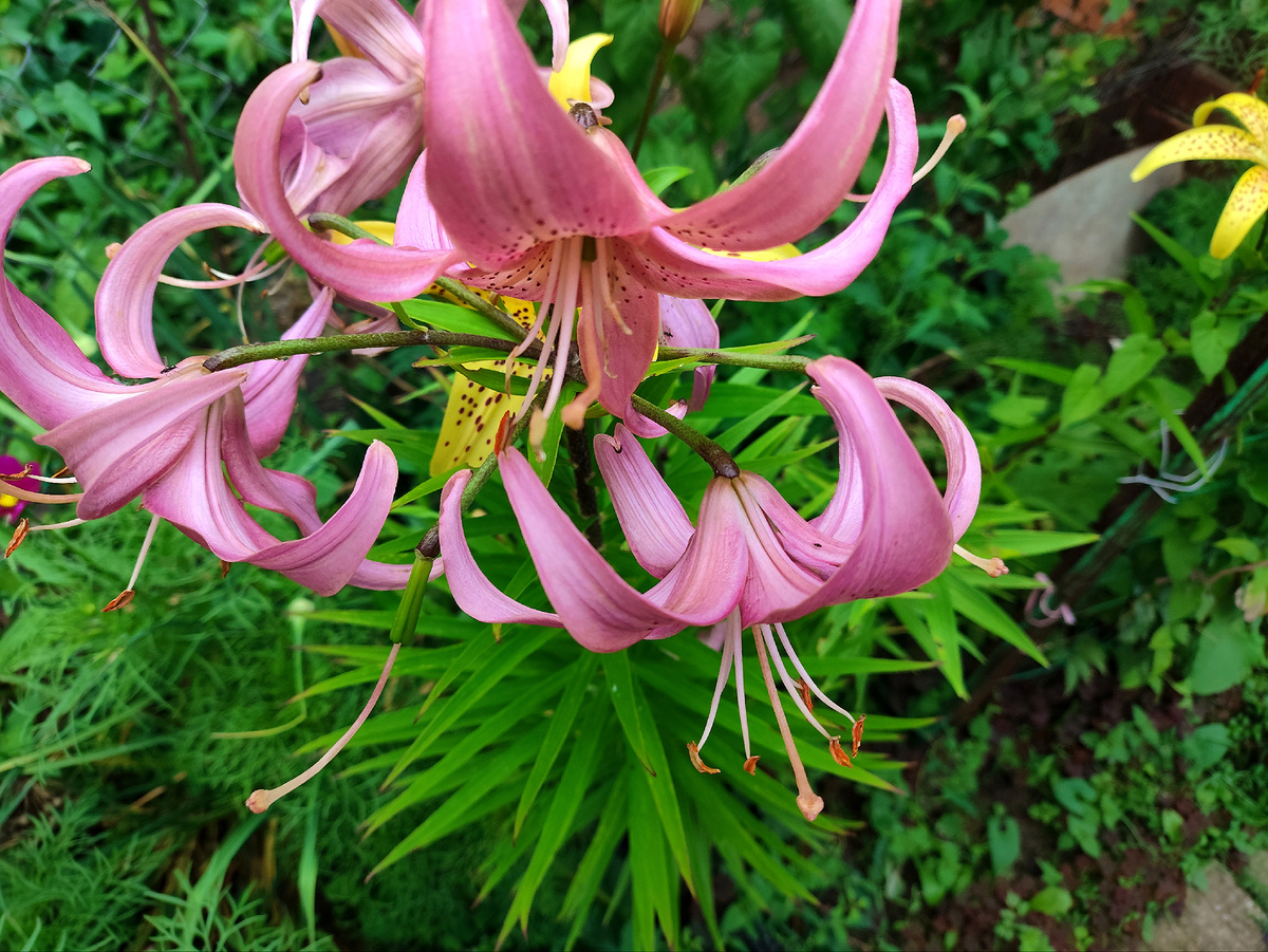 Пересадка лилий