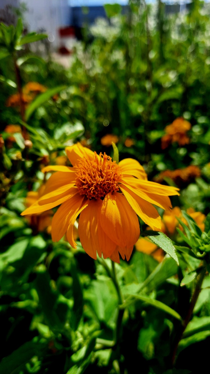 На работе цветут 