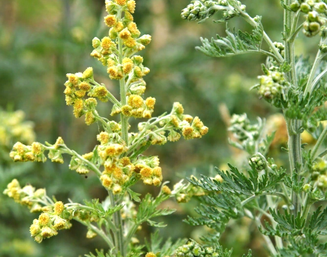 Полынь и её невероятные свойства