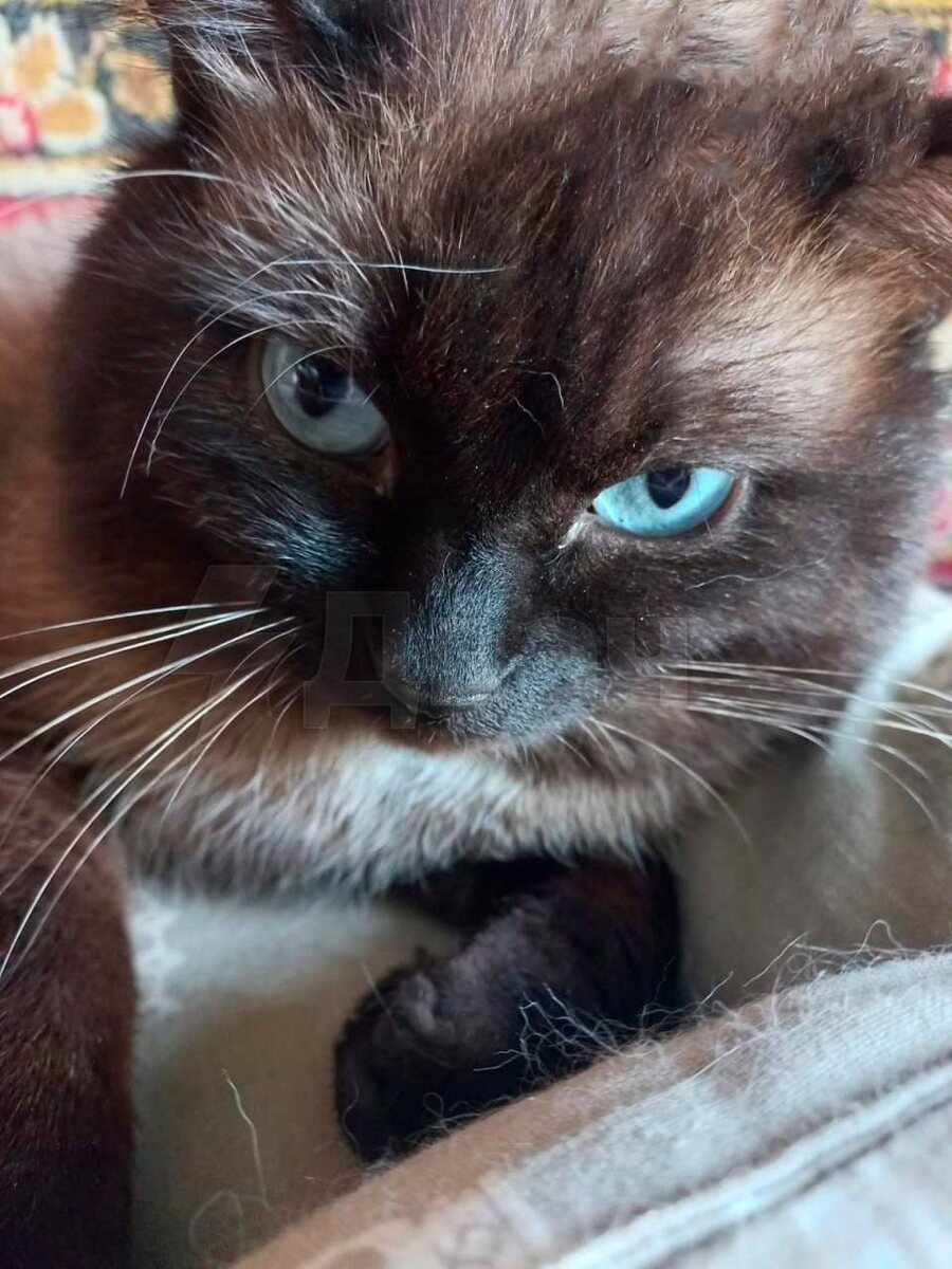 Одна из кошек Армена