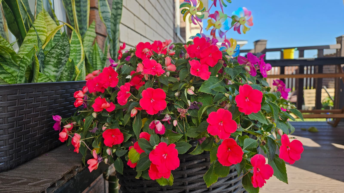 Такие вот два красавца у нас на террасе стоят