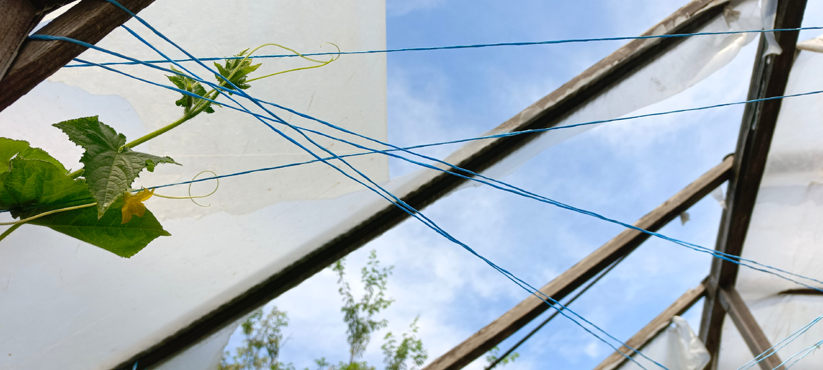 Фотографируем:)