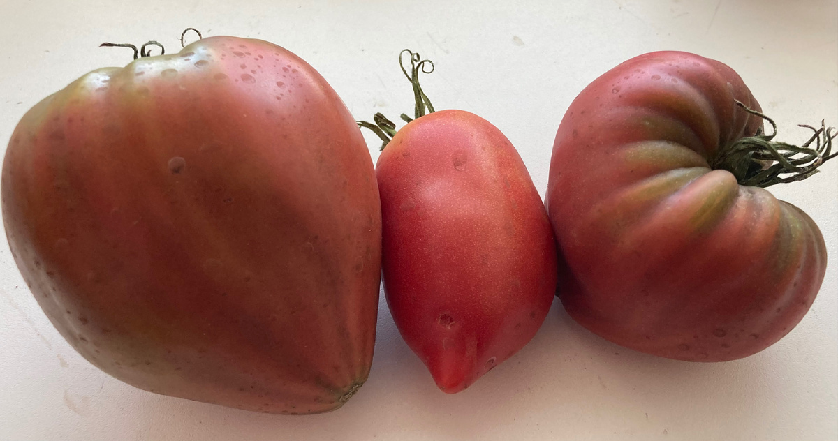 Томаты Черное бычье сердце от Борисовны и Остроконечник, фото автора.