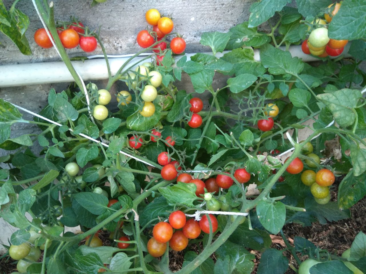 Помидоры черри