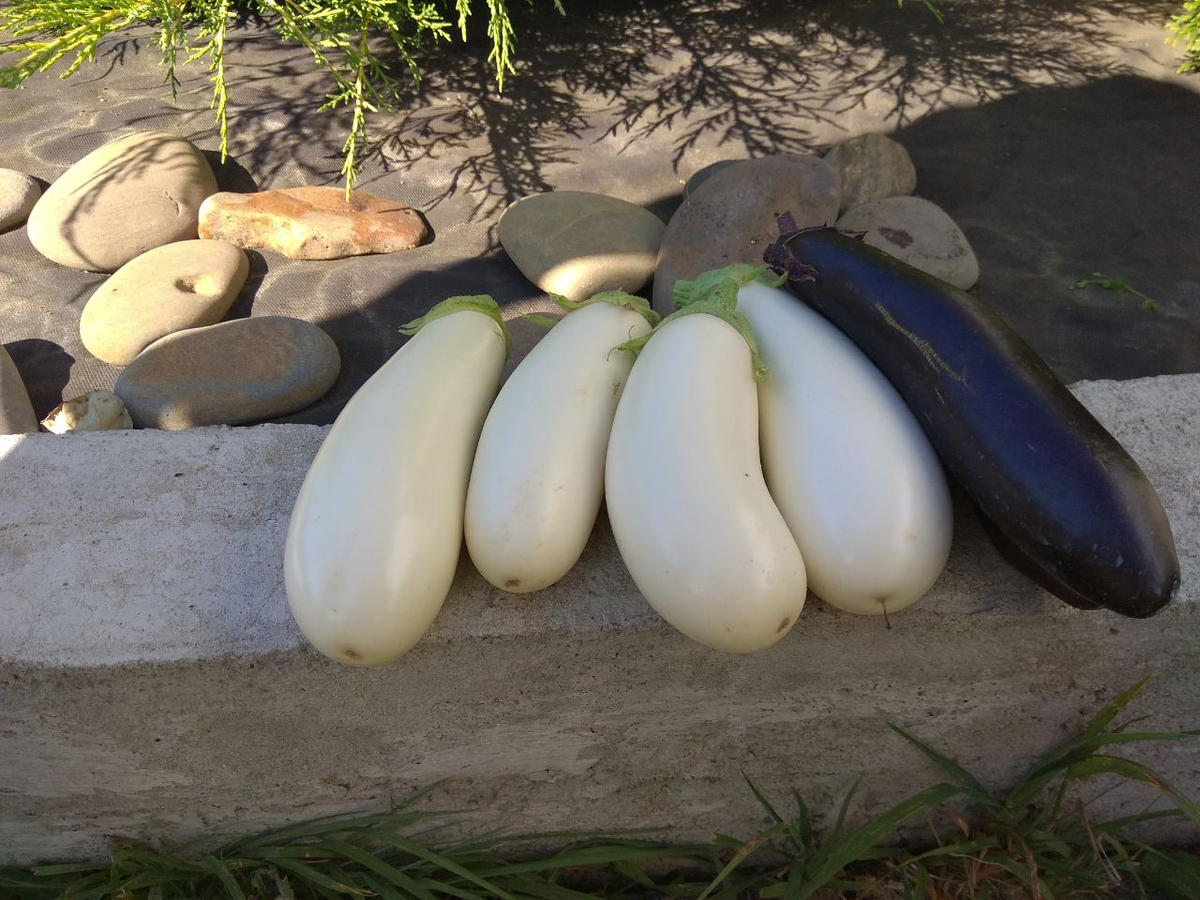 Наши баклажаны.