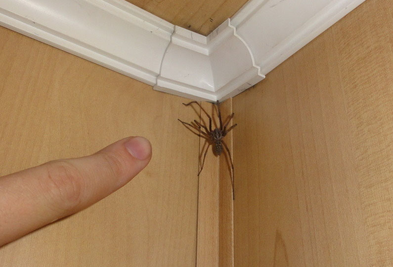 Тегенария. Может ли сделать "кусь" паук домовый, почему у вас поселился, и чем полезен помимо эффектной тени на обоях