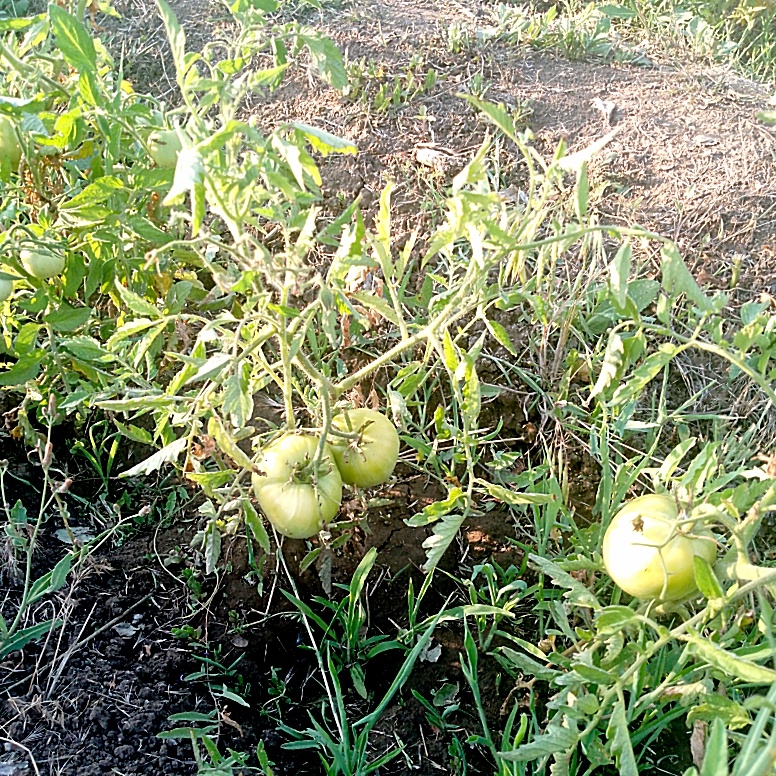 Сначала фотографирую, а потом полю😂 После работы уже не до фото.