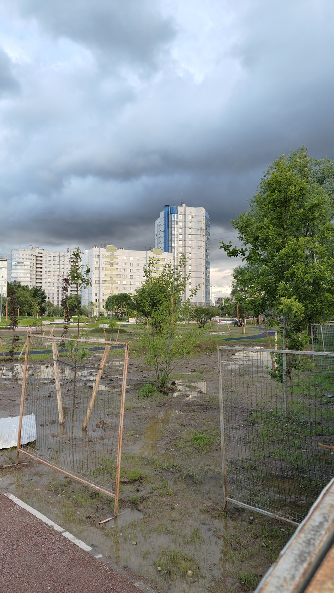 Затопленные деревья после реконструкции Купчинского сквера.