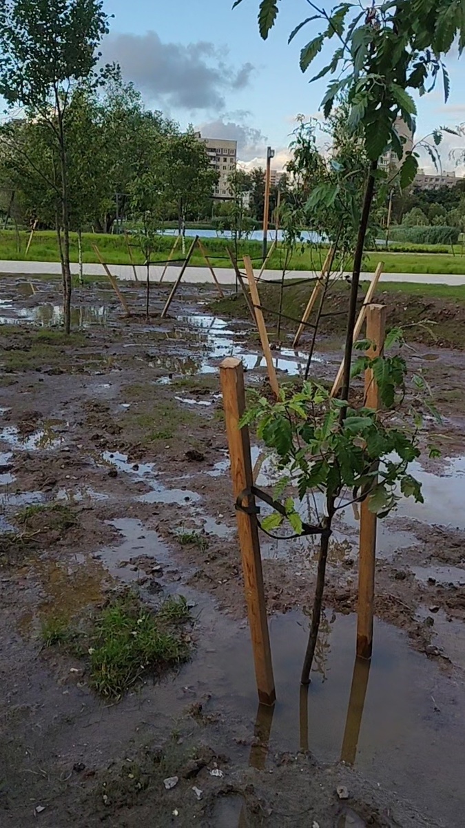 Затопленные деревья после реконструкции Купчинского сквера.