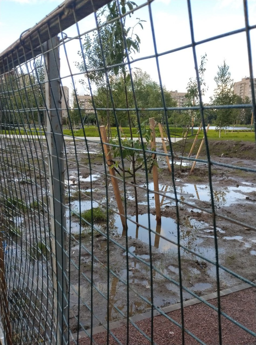 Затопленные деревья после реконструкции Купчинского сквера.