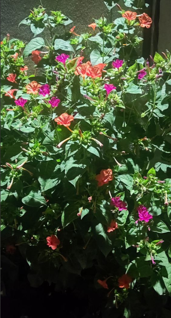 Фото автора. Вот она, ночная красавица!