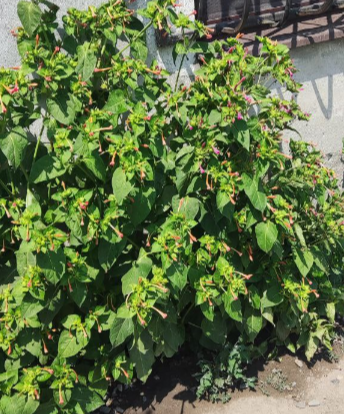 Фото автора. Мирабилис днем