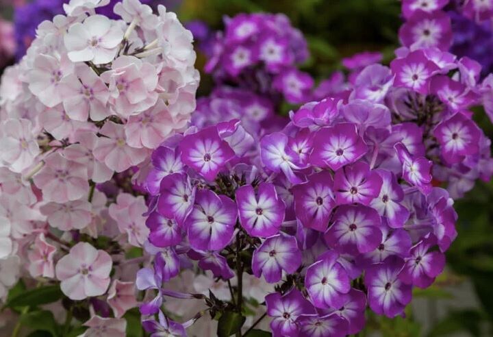 Июльская подкормка флоксов: как добиться пышного цветения