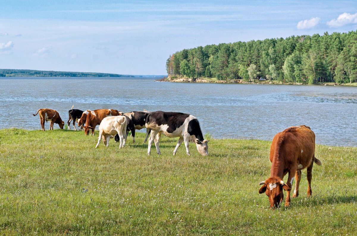 Коровы у реки. Фото из свободного источника. 