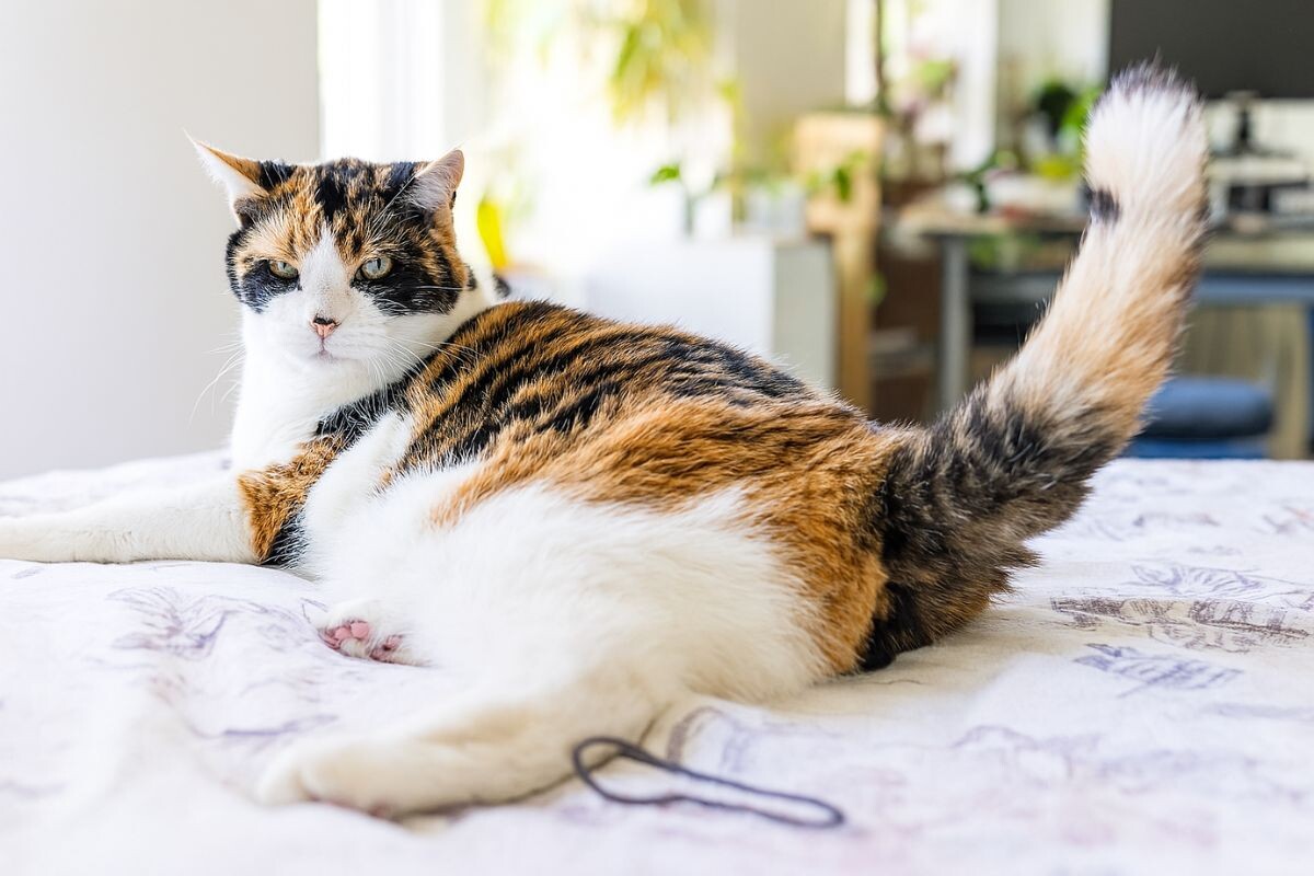 Кошка машет хвостом 