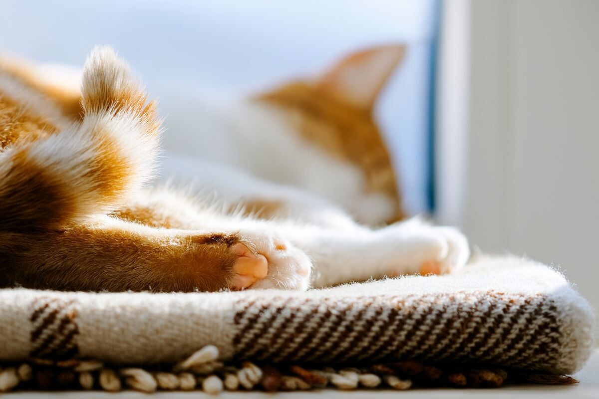 Кот спит и подергивает хвостом 