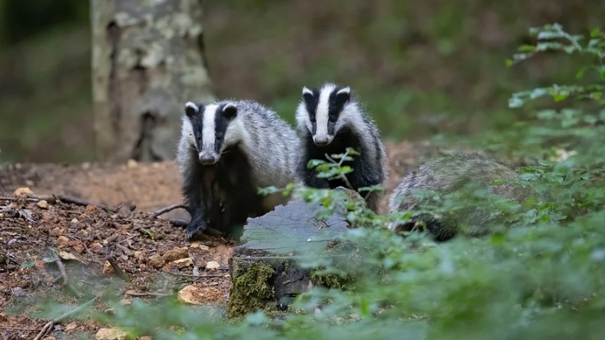 Барсуки. Фото: Pixabay