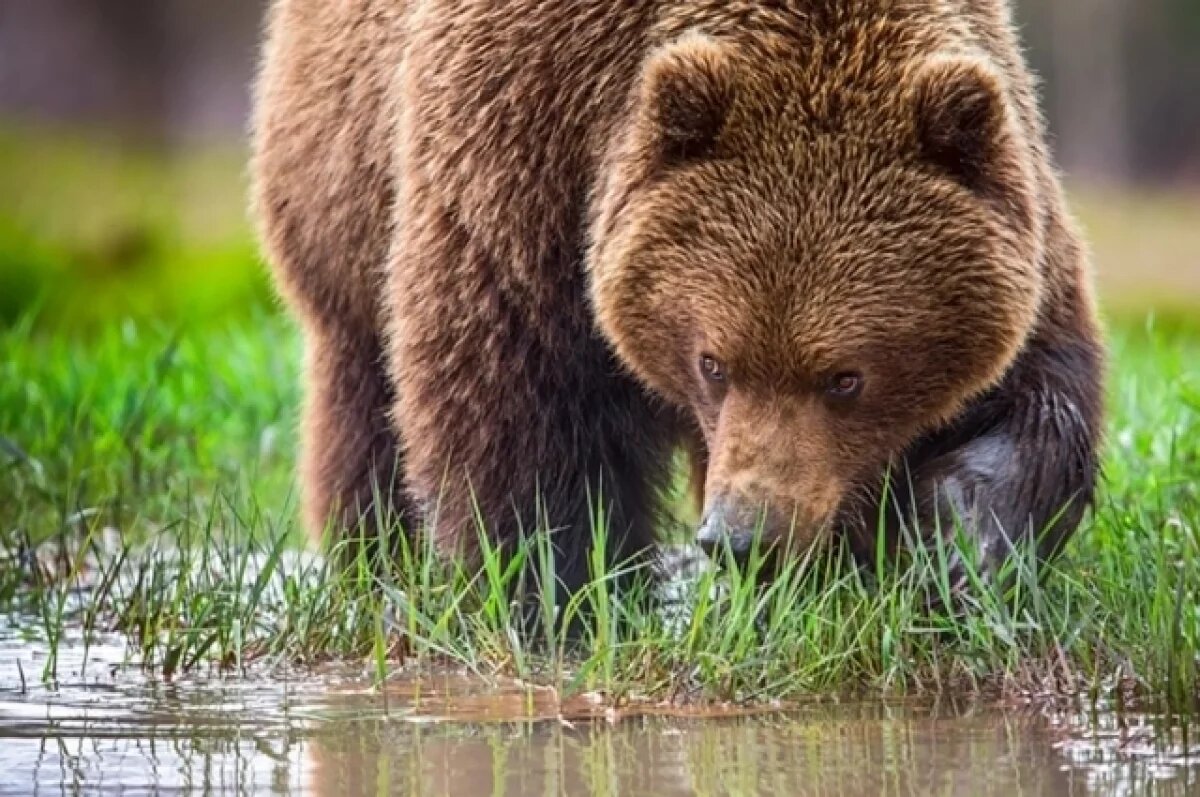    Медведь напал на туристку у вулкана Мутновская сопка на Камчатке