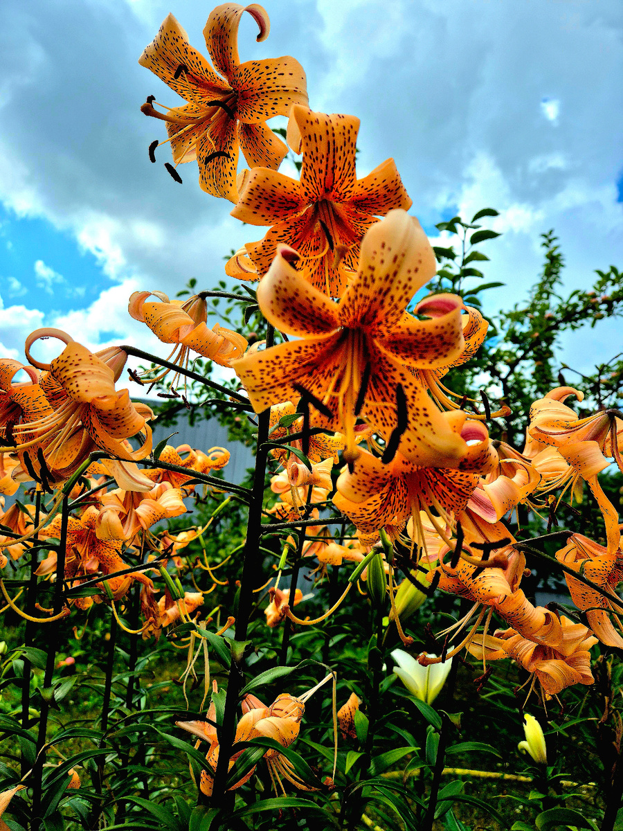 Чалмовидная тигровая лилия