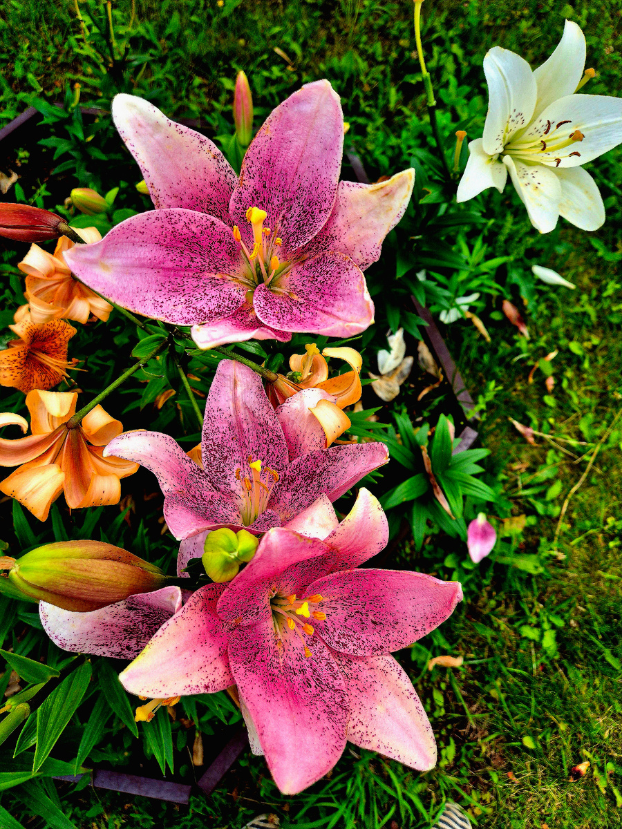 Азиатские лилии. Первый год цветения