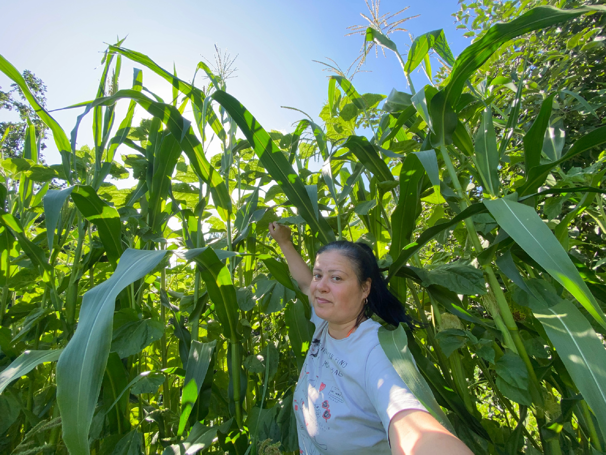 17 июля кукуруза домашняя, Танькина