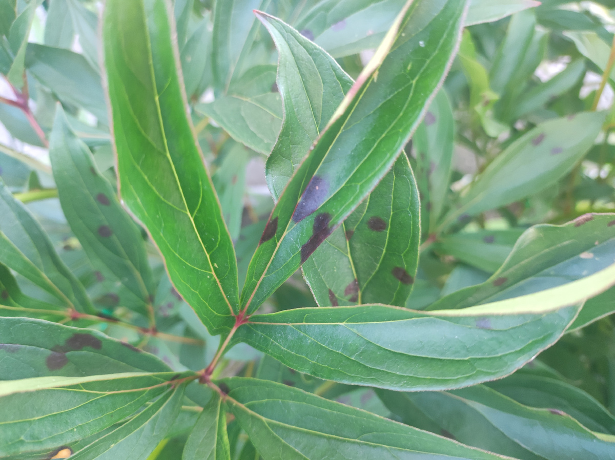 Фото автора, пион с бурой пятнистостью, июль 2025 года