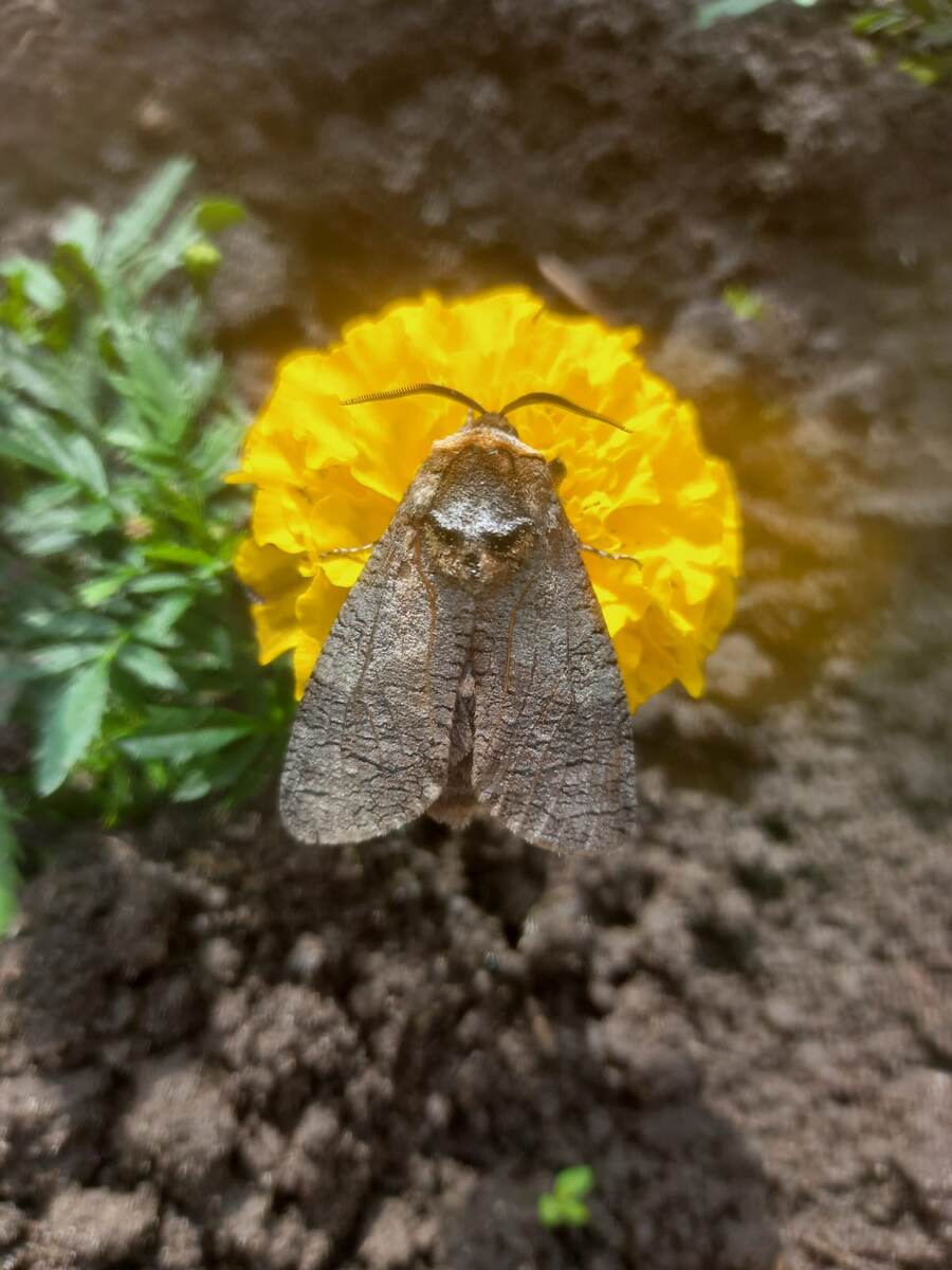 Мордочка какая  на спине у бабочки . Природа наша чудесница . У меня сейчас такая от всех этих заготовок .