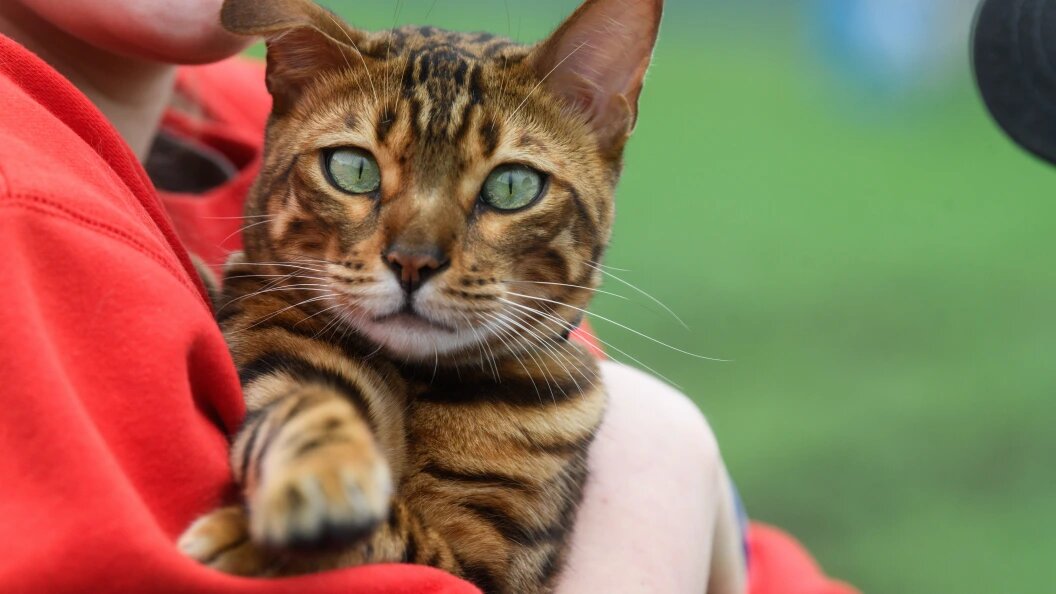    Ilya Moskovets/Globallookpress