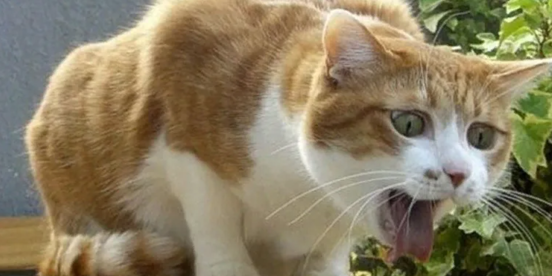 Почему кошку тошнит от сухого корма? Полный разбор причин и решений