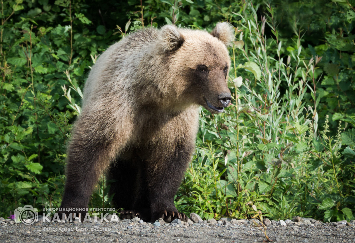 Фото: Медведь на Камчатке / Артем Безотечество / ИА «Камчатка»