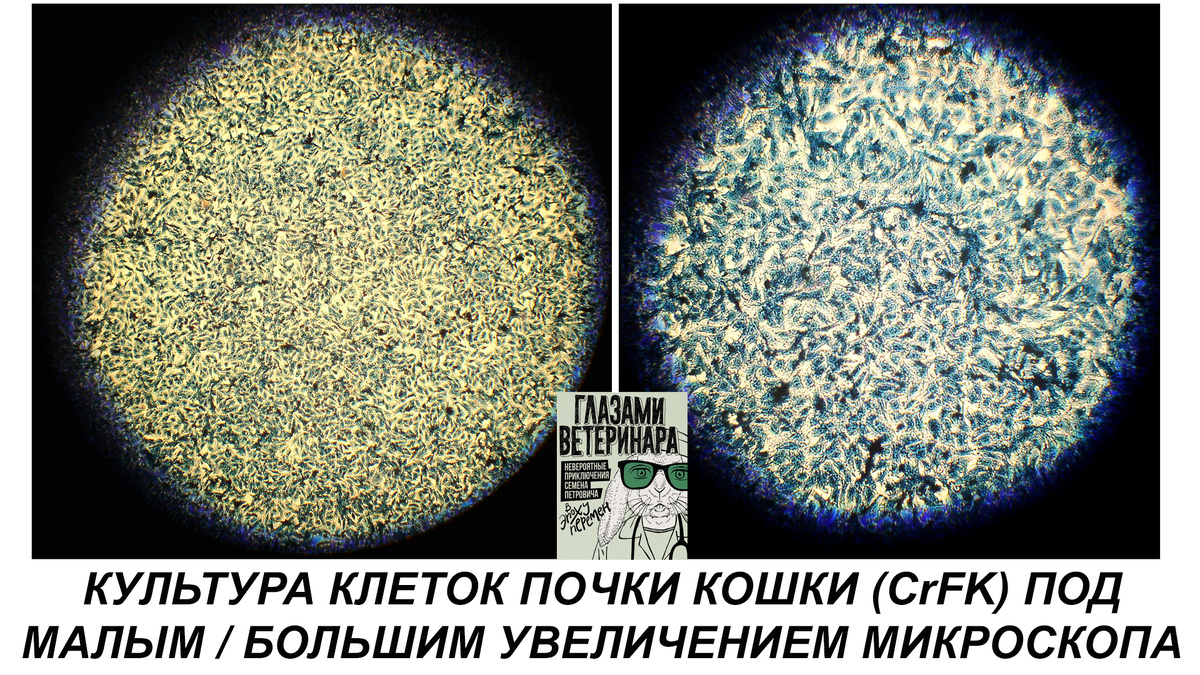 Фото из диссертации Перепечаева К.А.