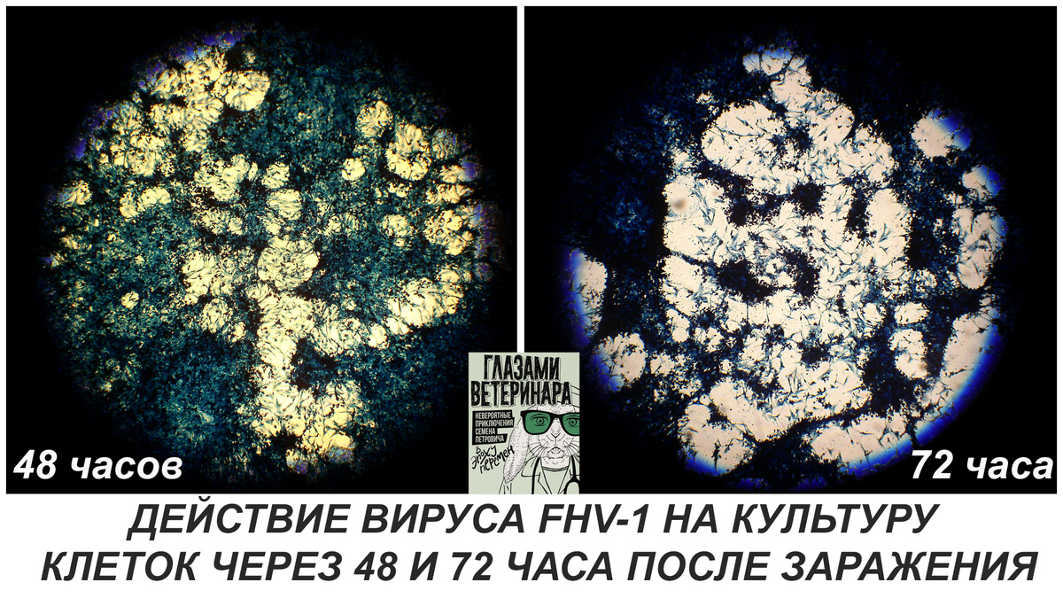 Фото из диссертации Перепечаева К.А.