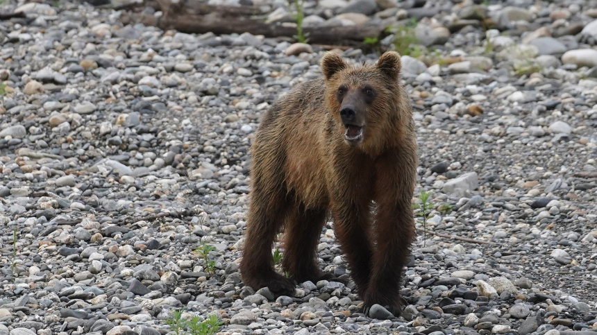    Фото: ИЗВЕСТИЯ/Эдуард Корниенко
