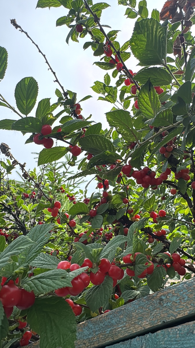 По размеру она меньше обычной Виши,в нутри такая же косточка как и в обычной вишне.На вкус местная вишня сладже ,мякоть мягче и вкус не такой терпкий.Я думаю если сварить компот,то он будет не менее вкусный.А еще добавить местных абрикосов,